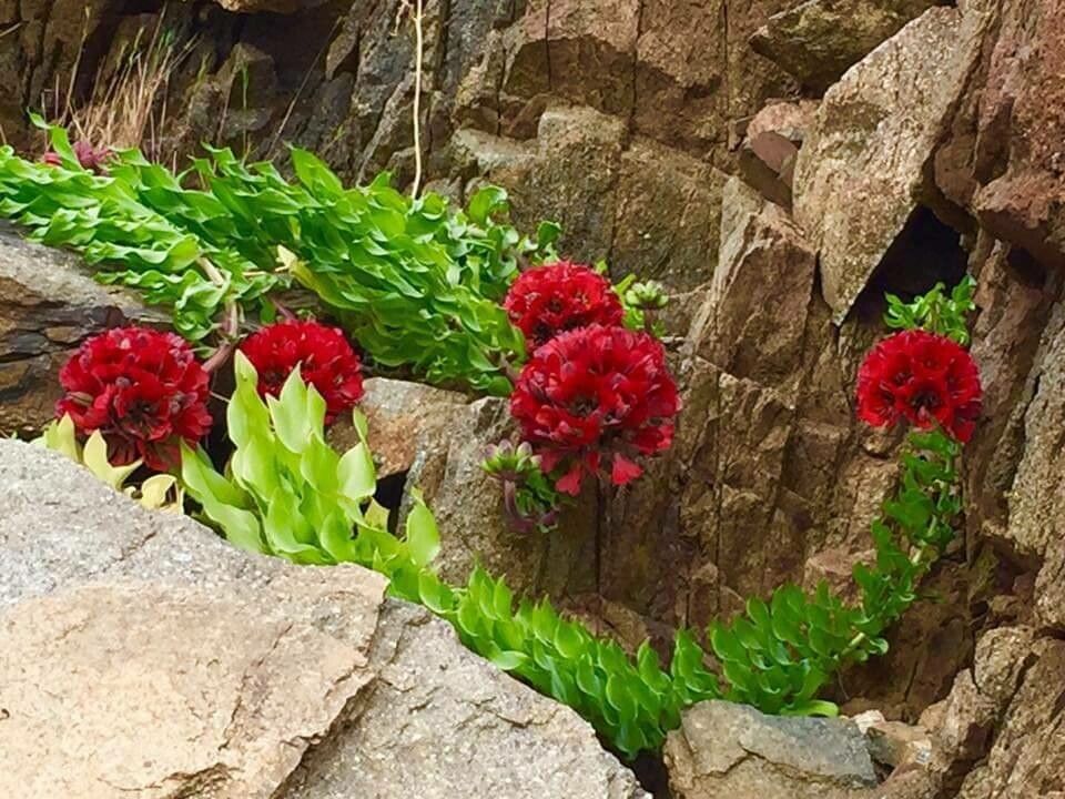 Nyctaginia capitata flower
