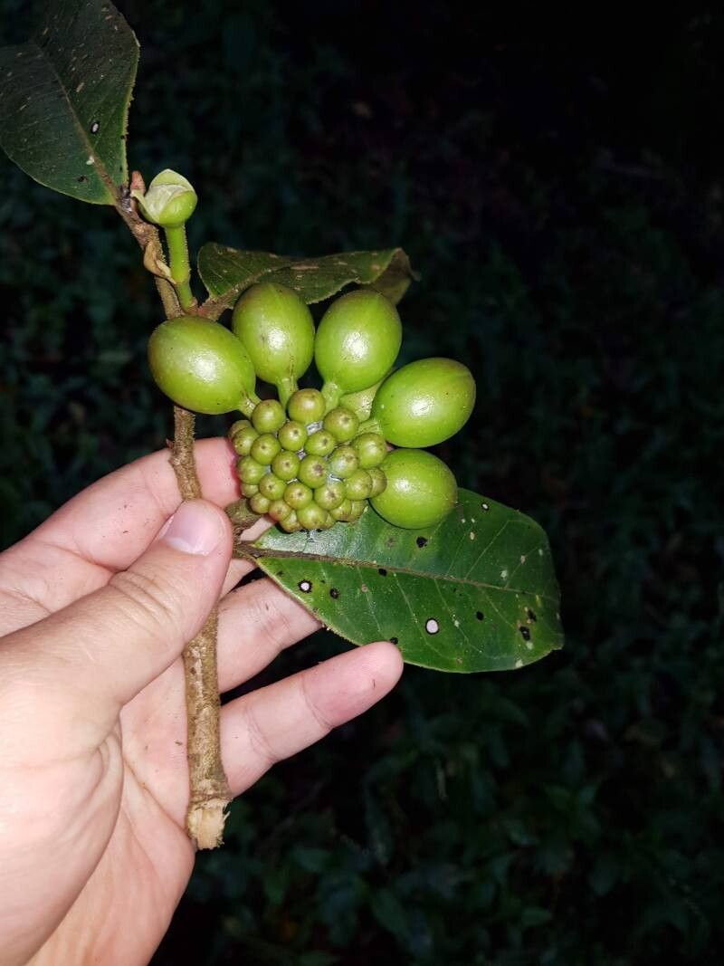Guatteria oliviformis fruit