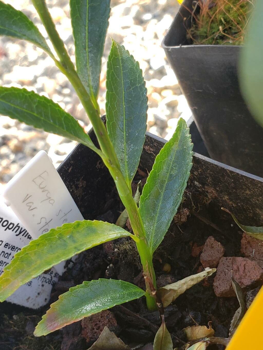 Eurya stenophylla — houseplant care guide