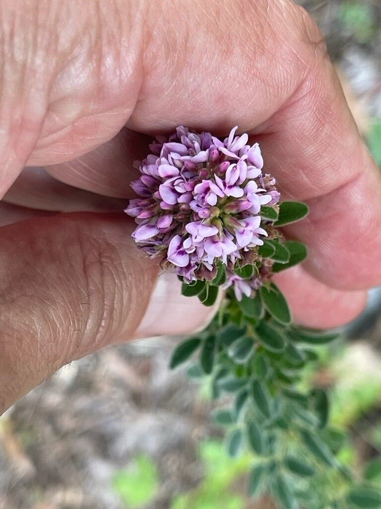 Lespedeza stuevei flower