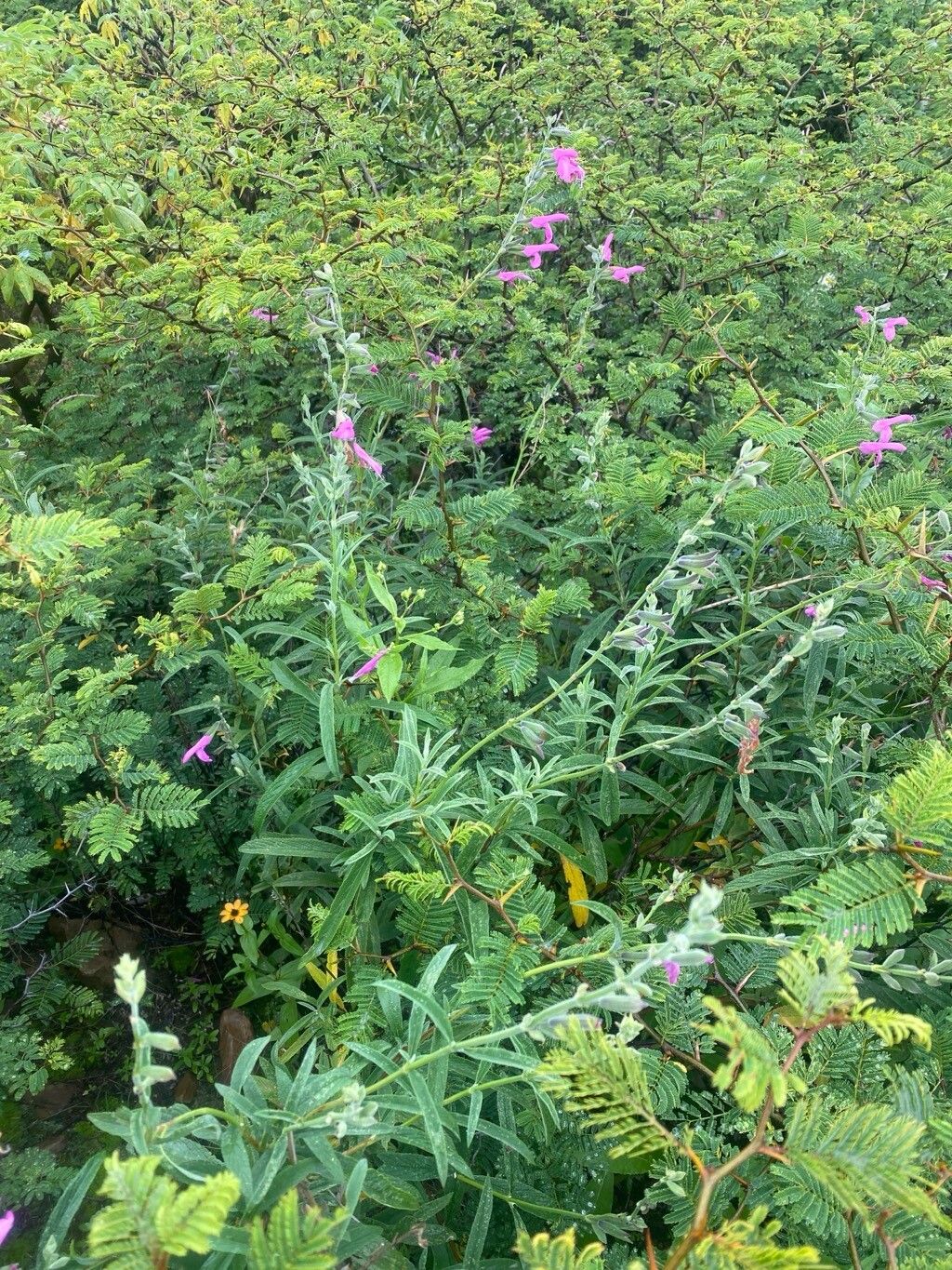 Salvia orbignaei — houseplant care guide