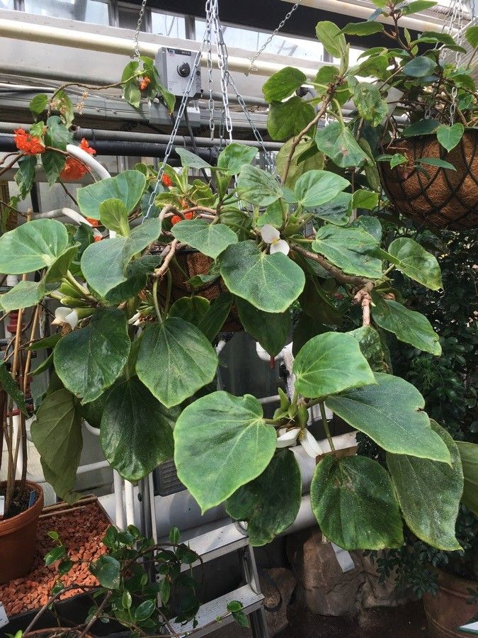 Begonia ampla habit