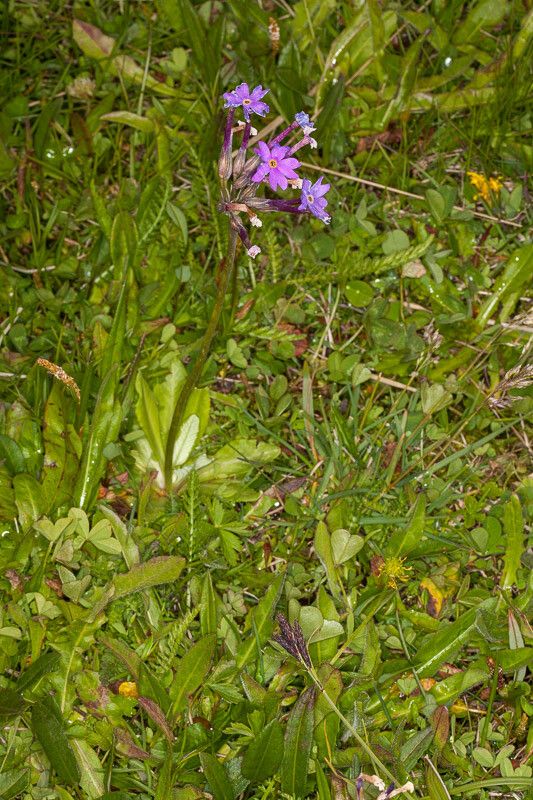 Primula halleri habit