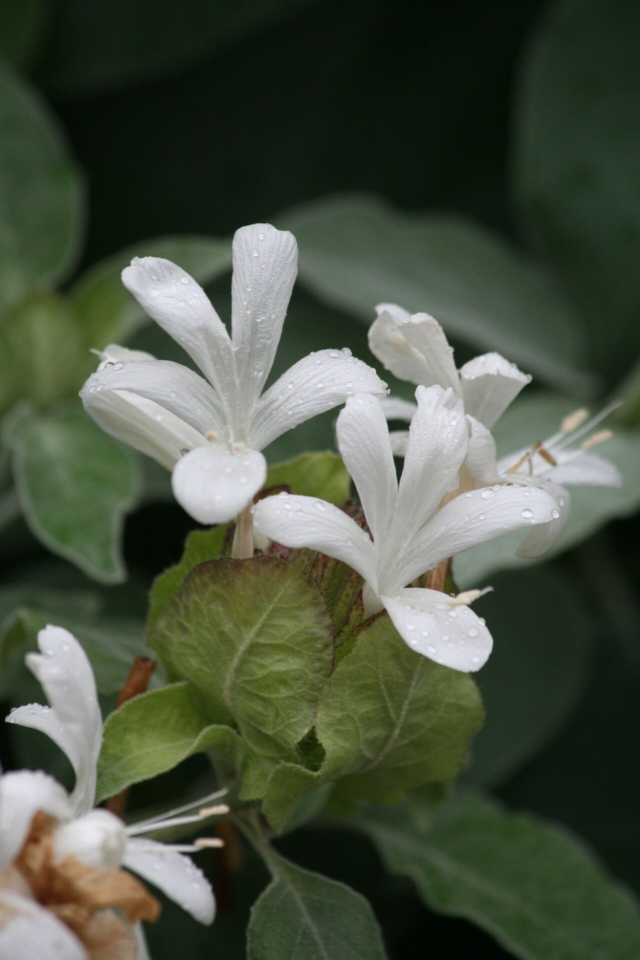 Barleria albostellata flower