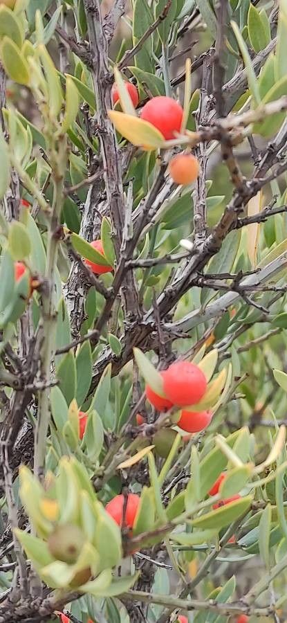 Osyris lanceolata fruit