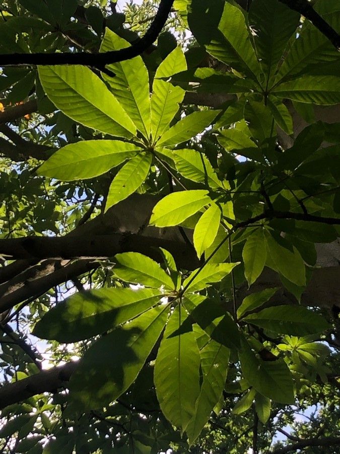 Aesculus indica — search result for 'Aesculus'