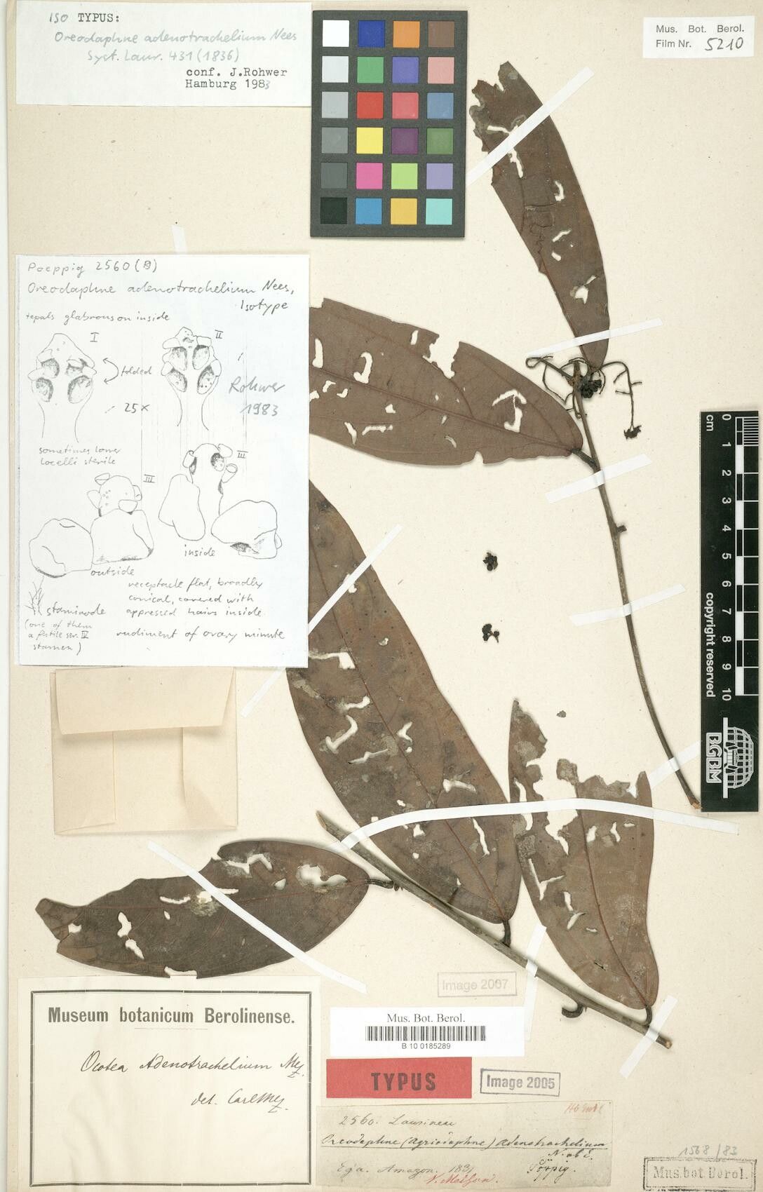 Ocotea adenotrachelium leaf