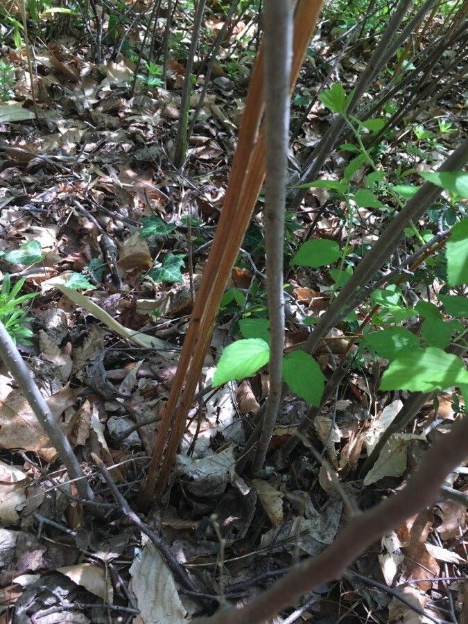 Neviusia alabamensis bark