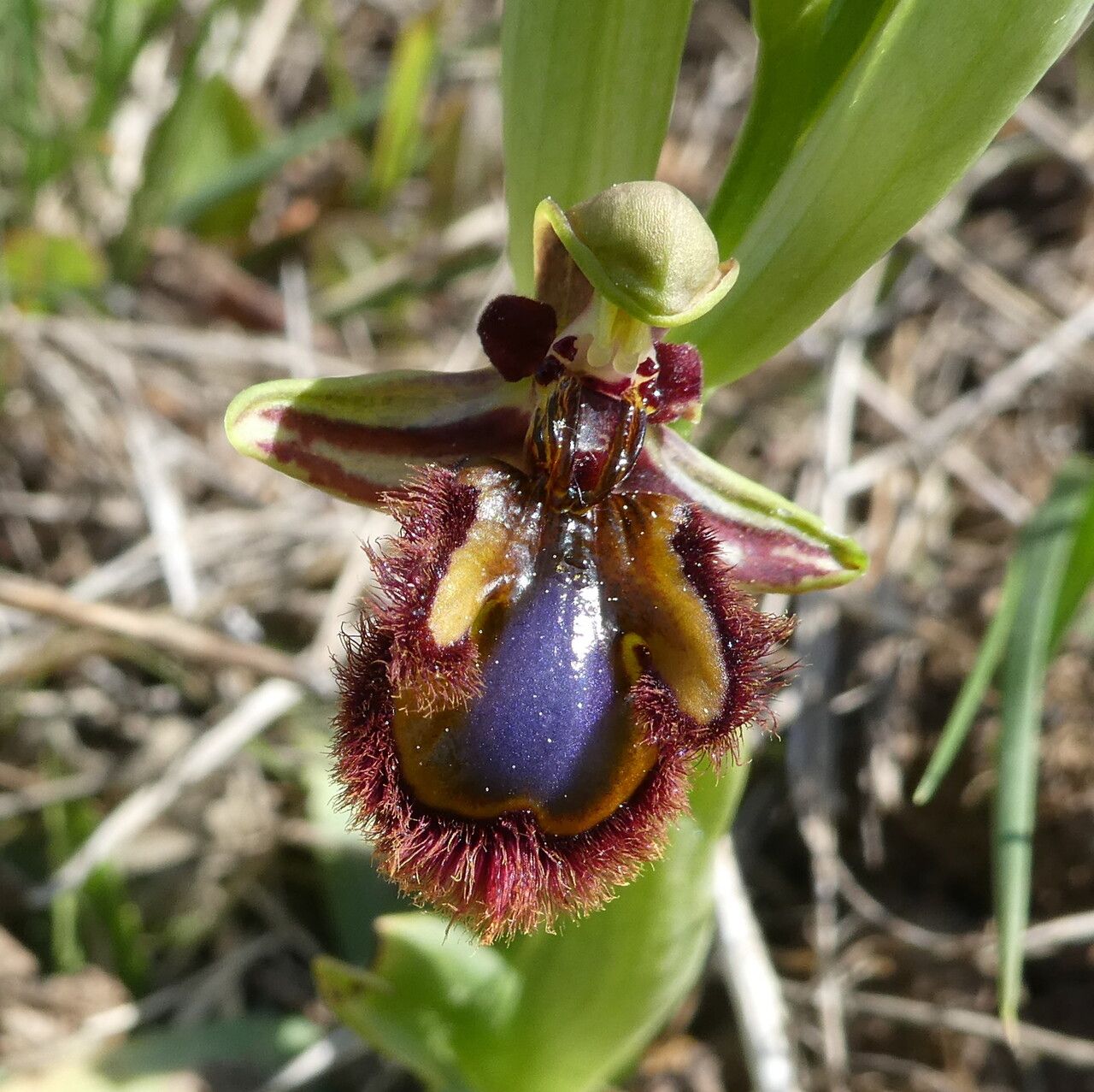 Ophrys speculum flower