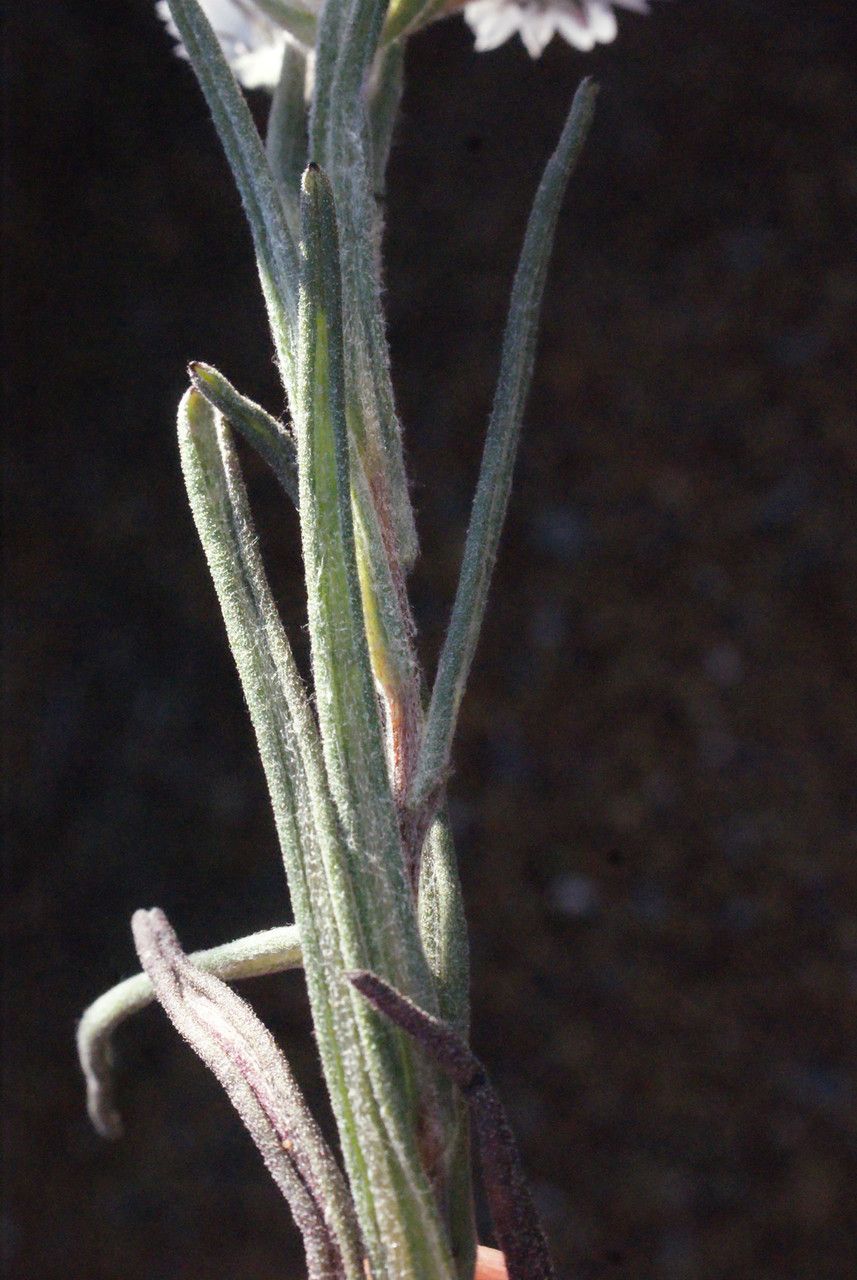 Waitzia suaveolens — houseplant care guide