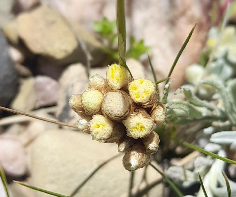 Pseudognaphalium viravira flower