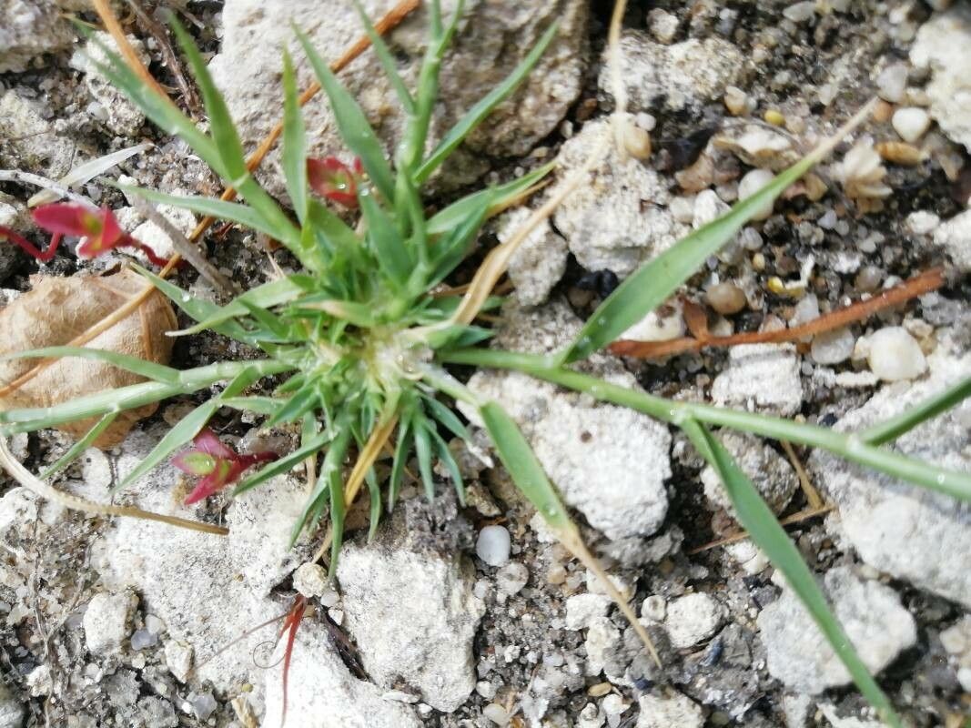 Sporobolus alopecuroides habit