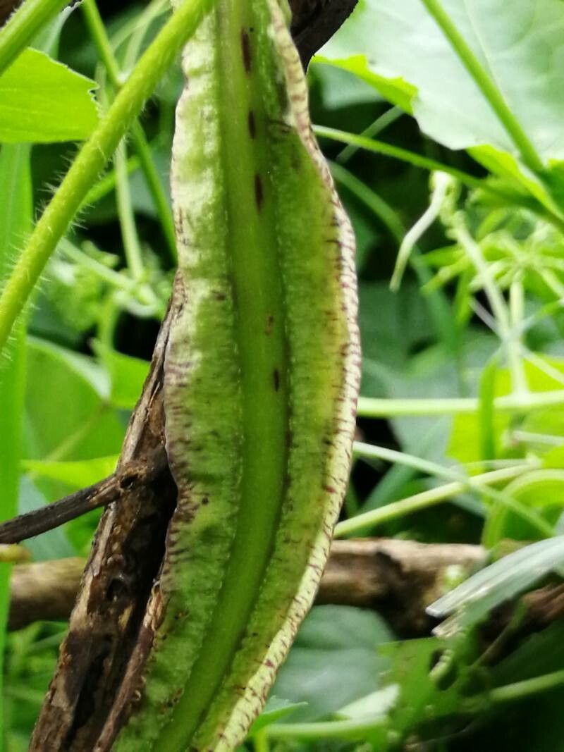 Dioscorea trifida bark