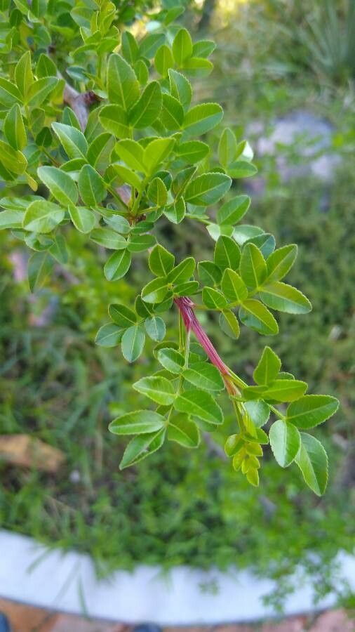 Bursera fagaroides leaf