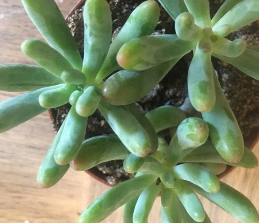 Sedum allantoides — houseplant care guide