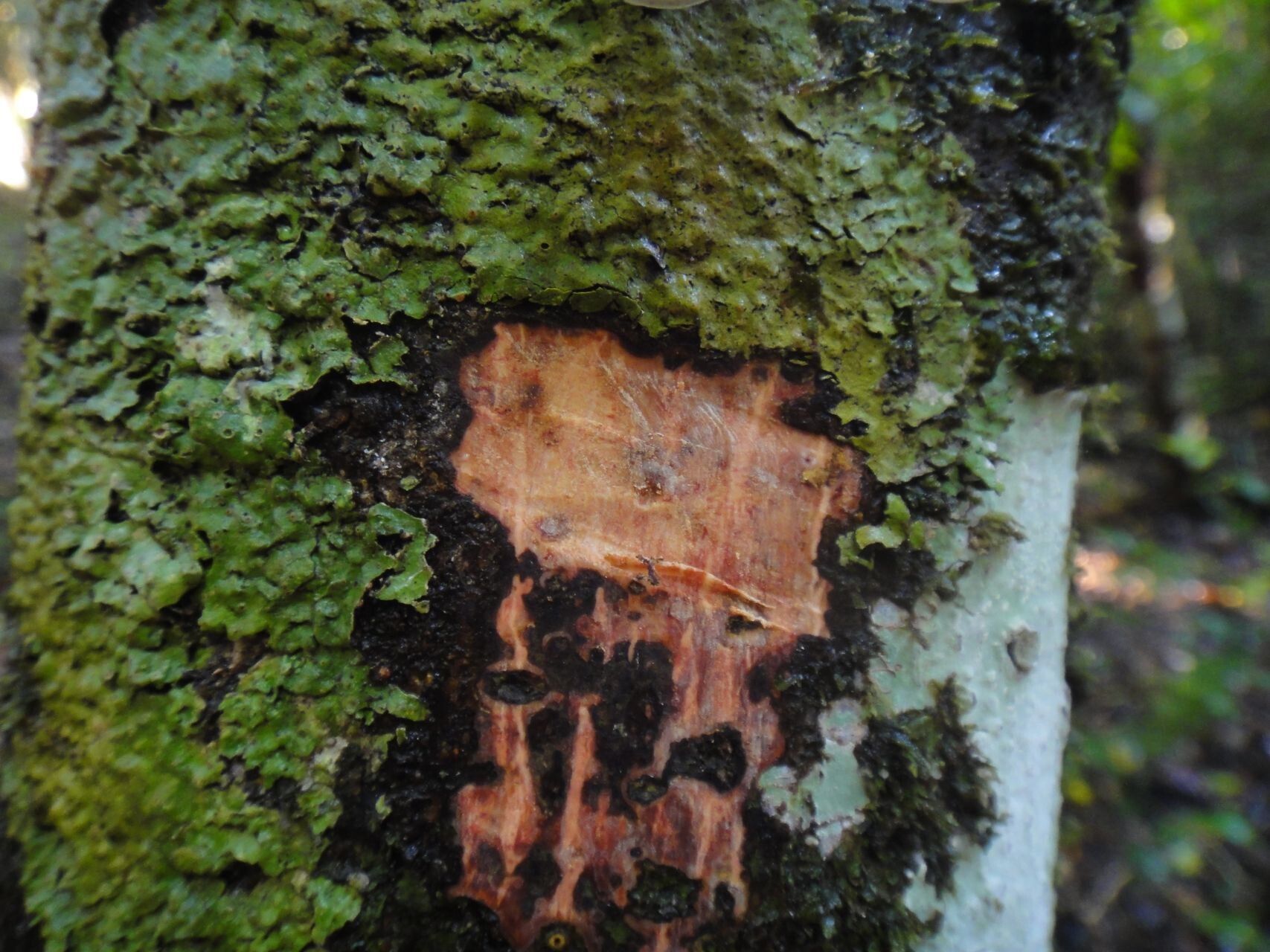 Ficus leiocarpa bark