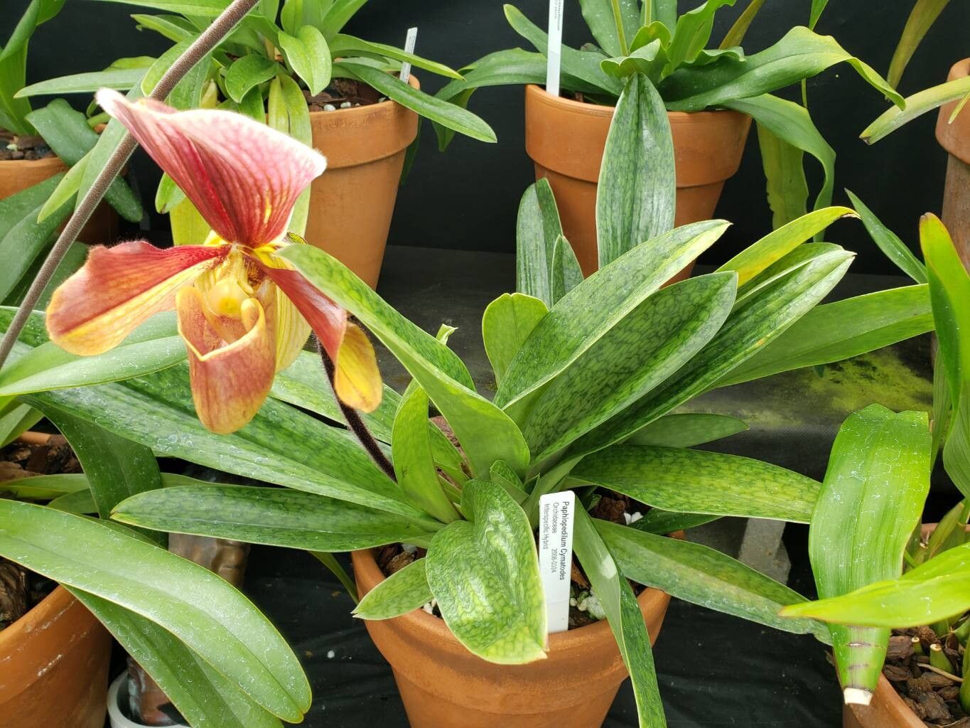 Paphiopedilum superbiens habit