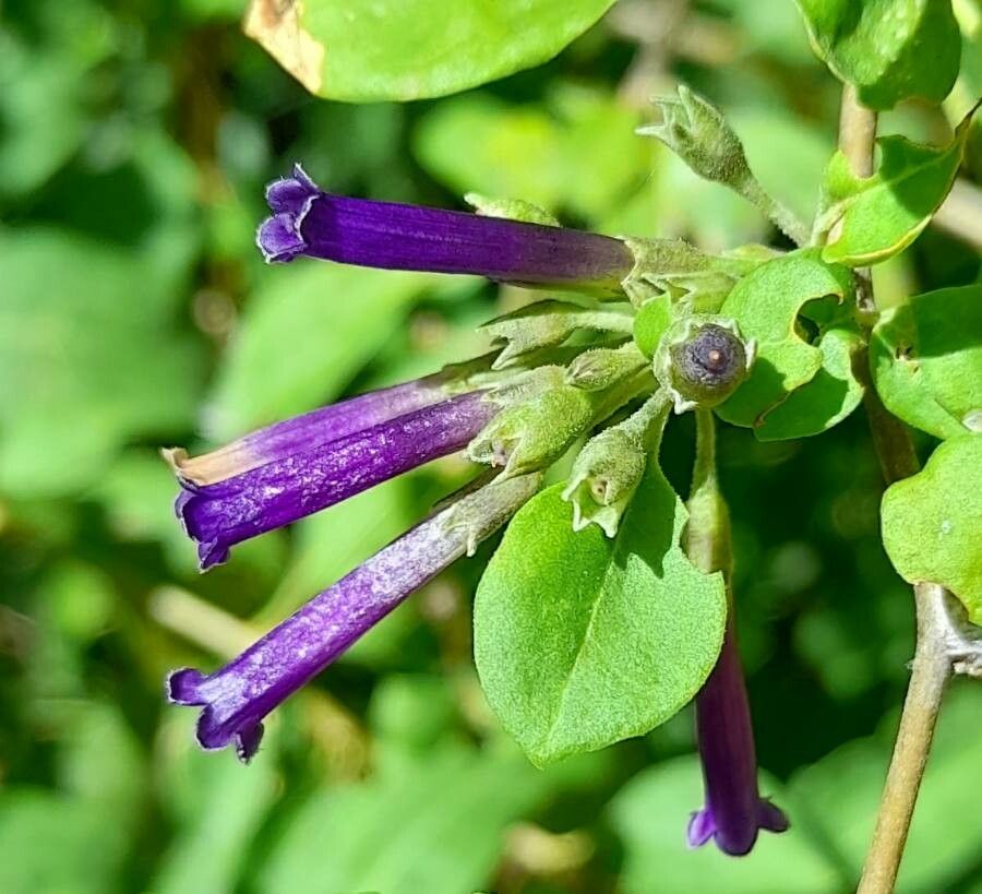 Lycium cestroides flower