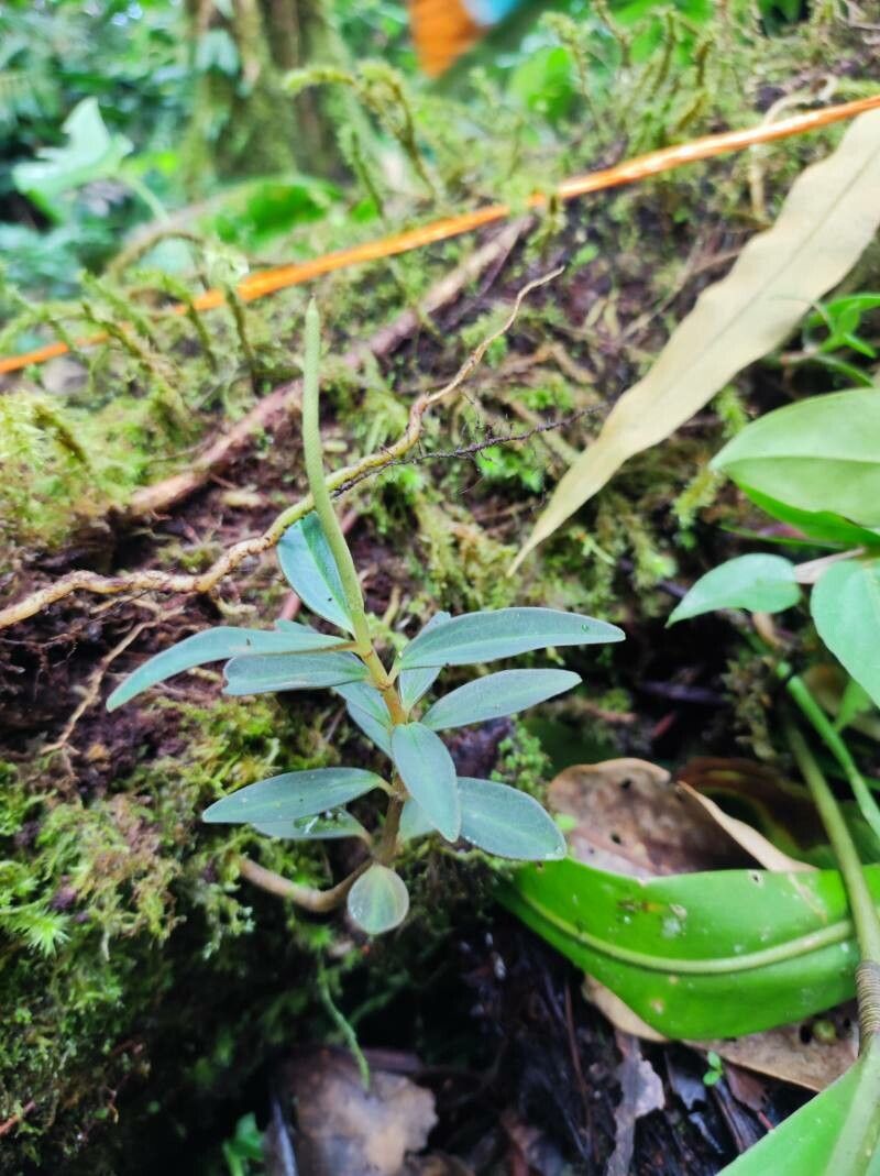 Peperomia olivacea leaf