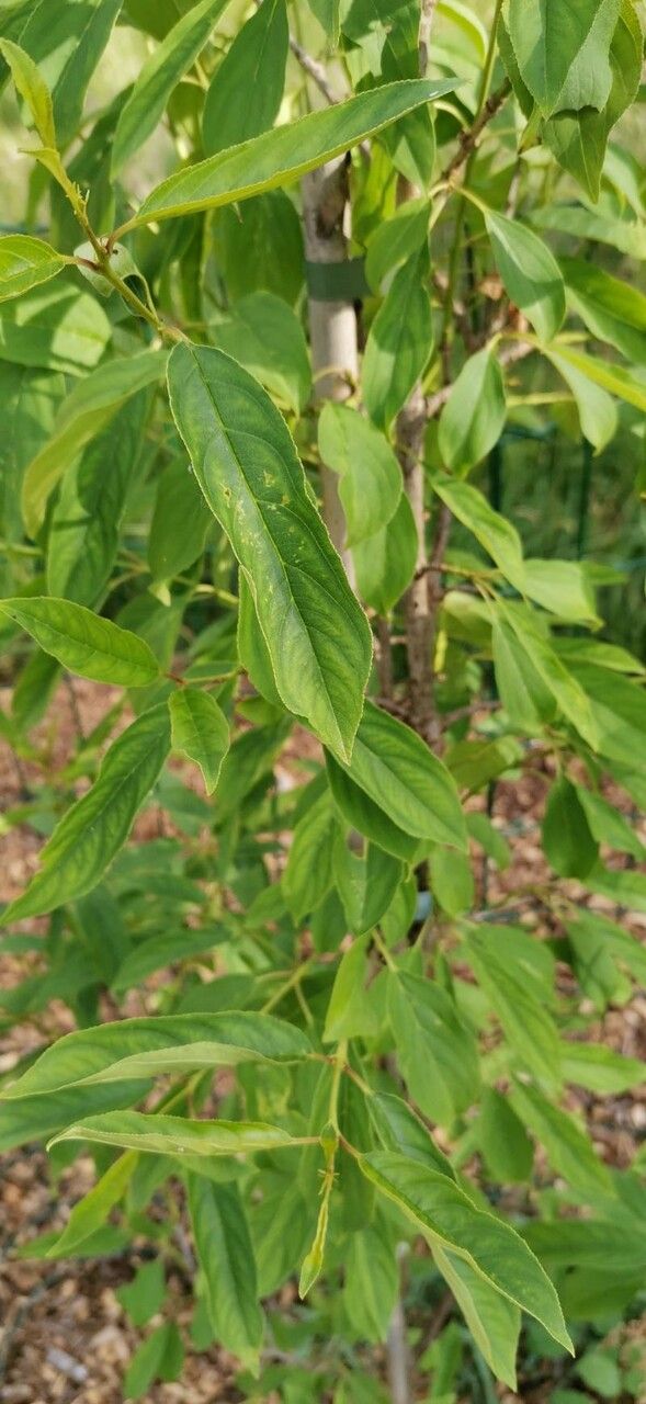 Rhamnus caroliniana