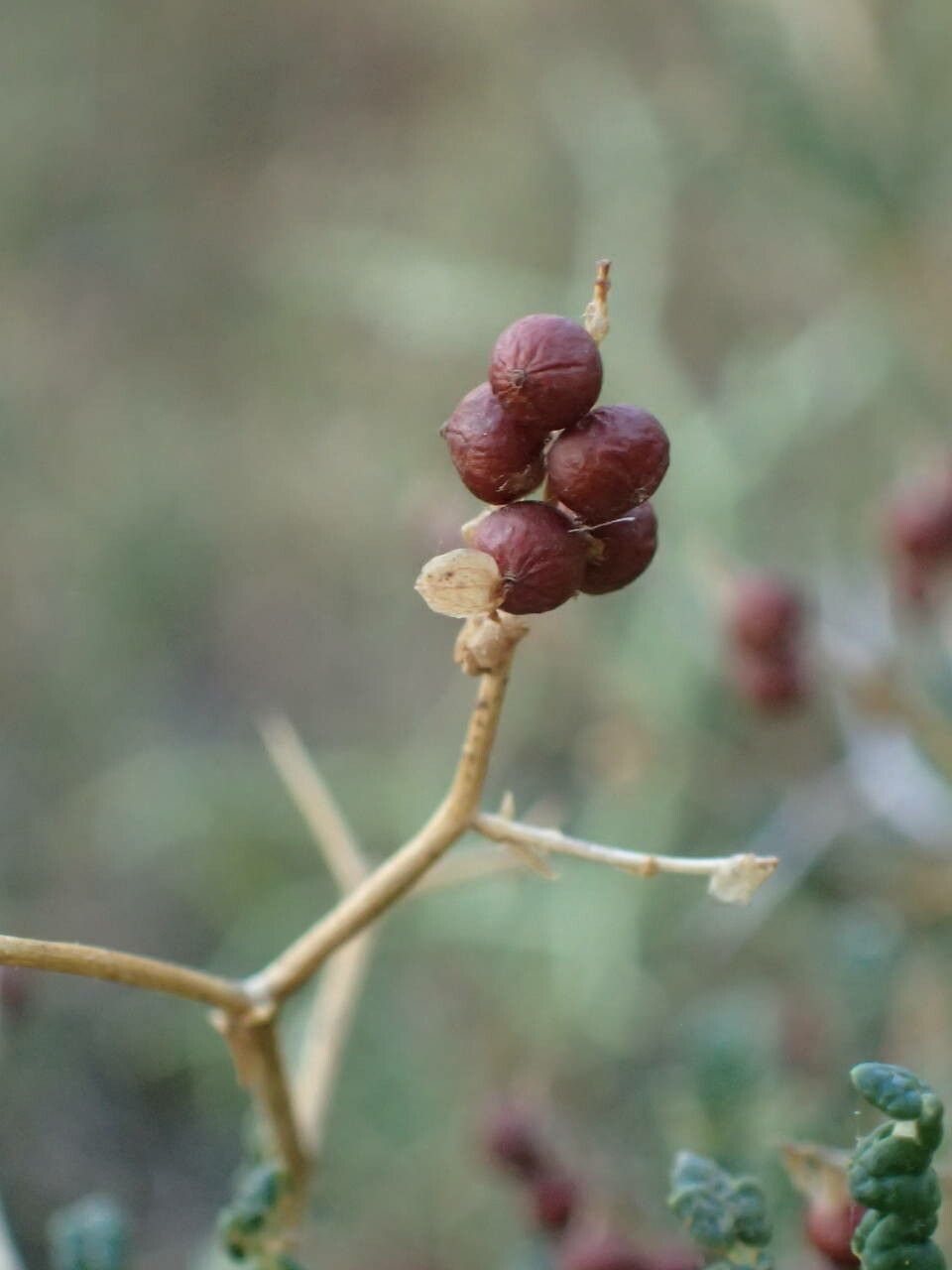 Sarcopoterium spinosum fruit