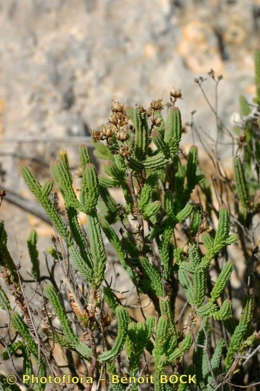 Hypericum roberti habit