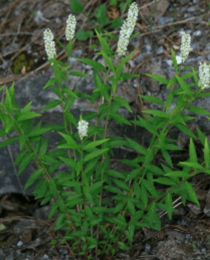 Polygala senega — search result for 'Polygala'