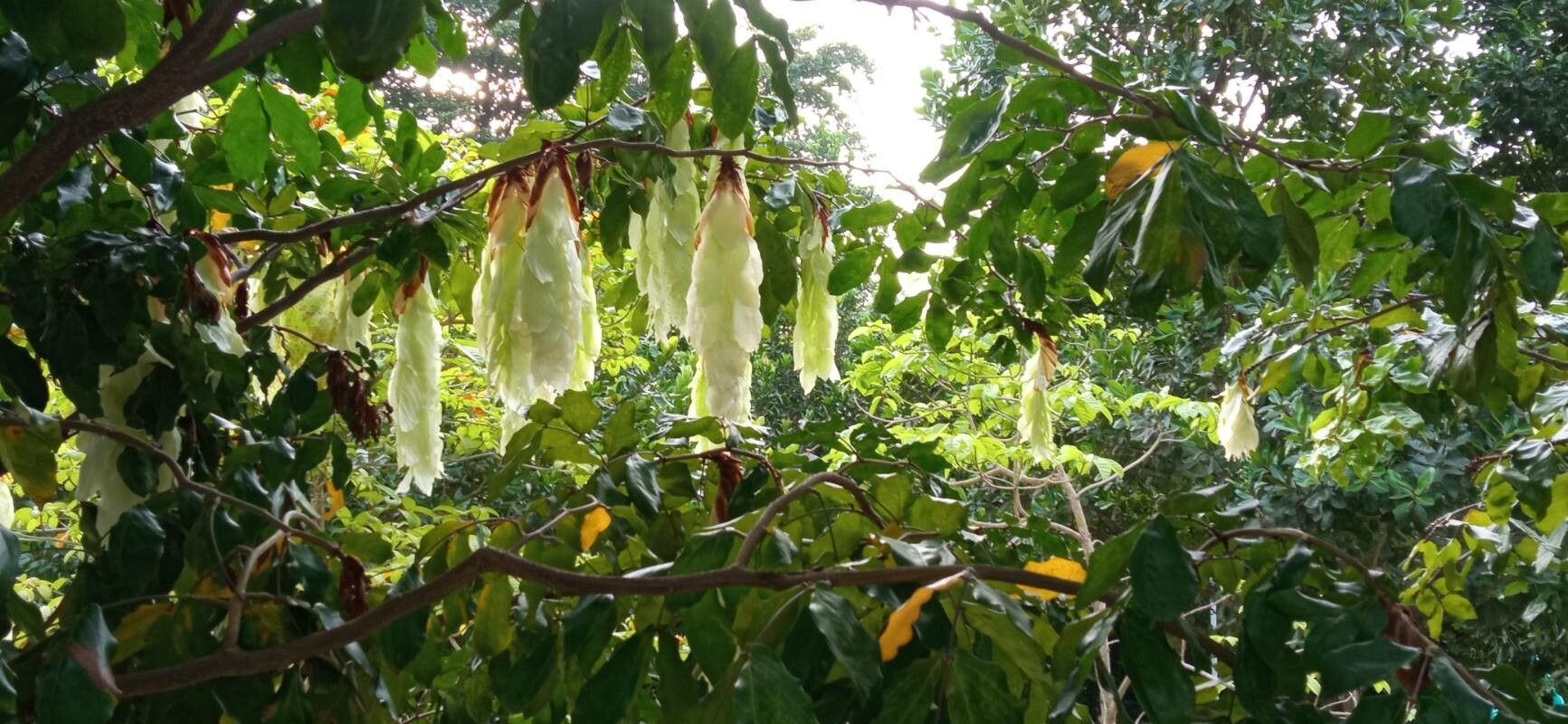 Cynometra ramiflora leaf