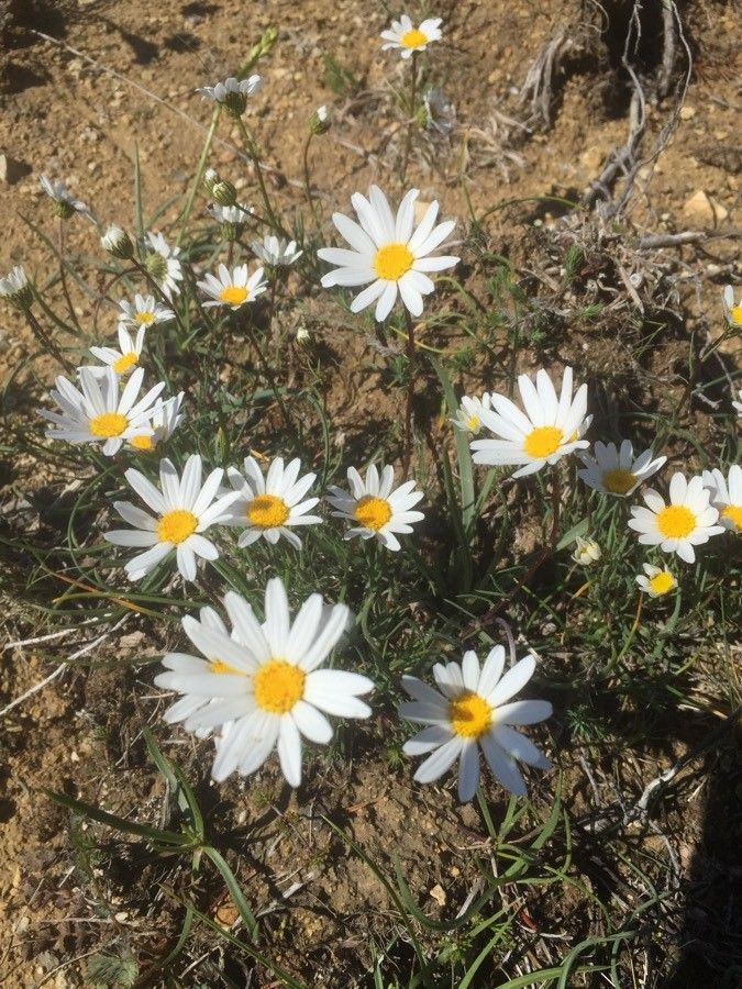 Leucanthemum burnatii flower