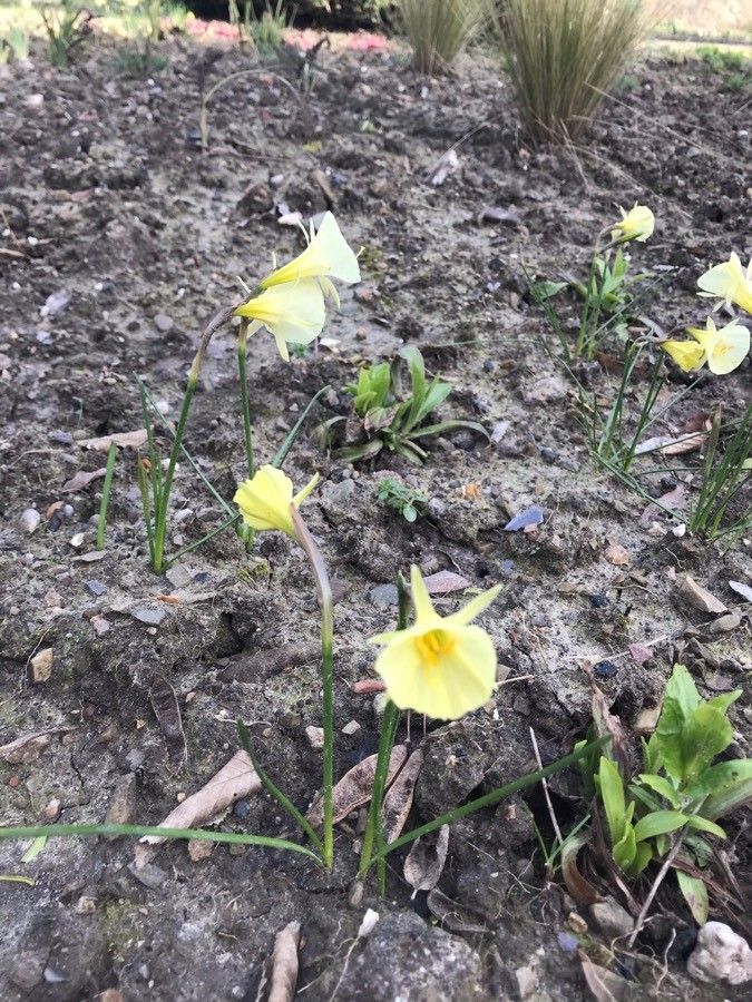 Narcissus gigas habit