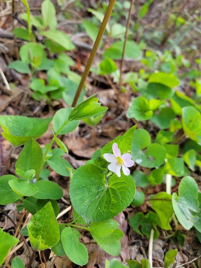 Viola canadensis flower