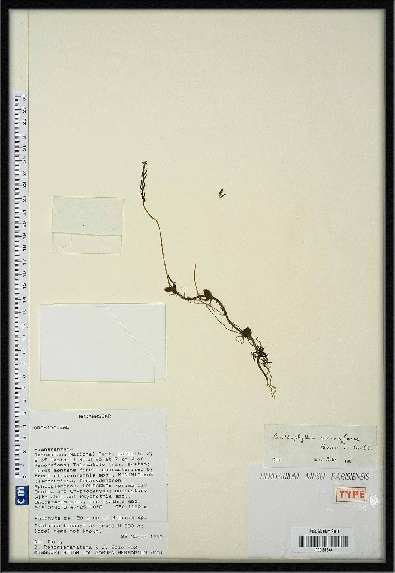 Bulbophyllum ranomafanae — houseplant care guide