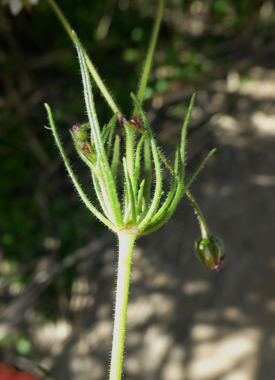 Spergula arvensis — maintenance medium houseplant