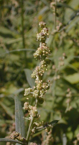 Chenopodium standleyanum flower