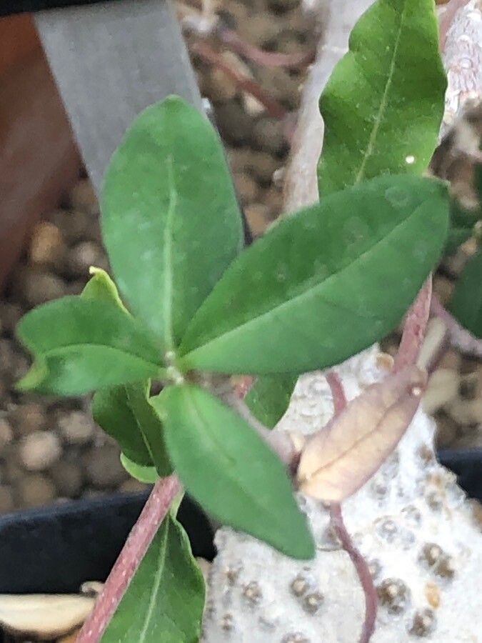 Fockea capensis leaf