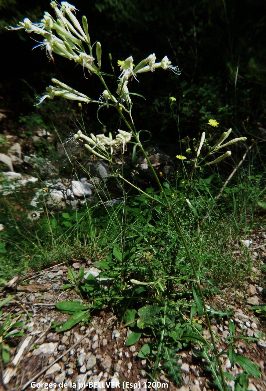 Silene nemoralis habit