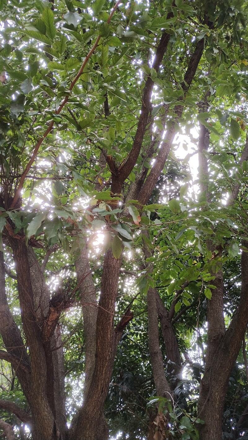 Pterocarpus macrocarpus habit