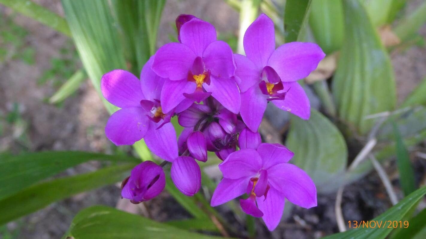 Spathoglottis unguiculata flower