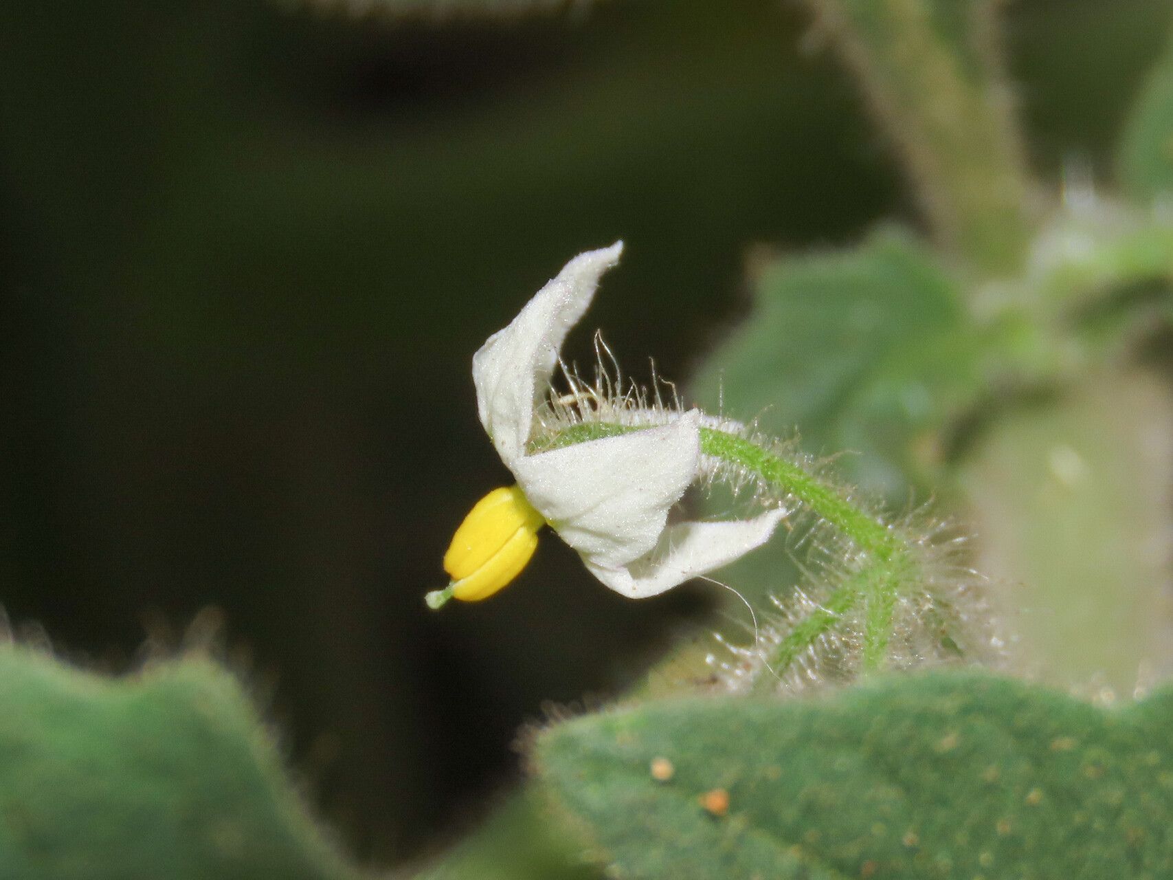 Solanum memphiticum flower