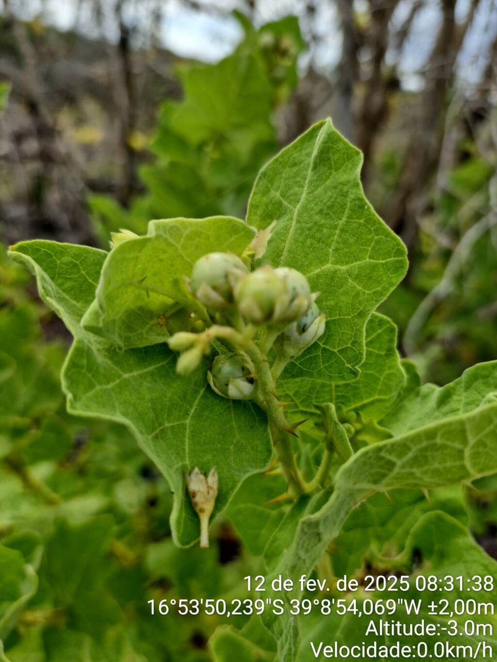 Solanum thomasiifolium — houseplant care guide