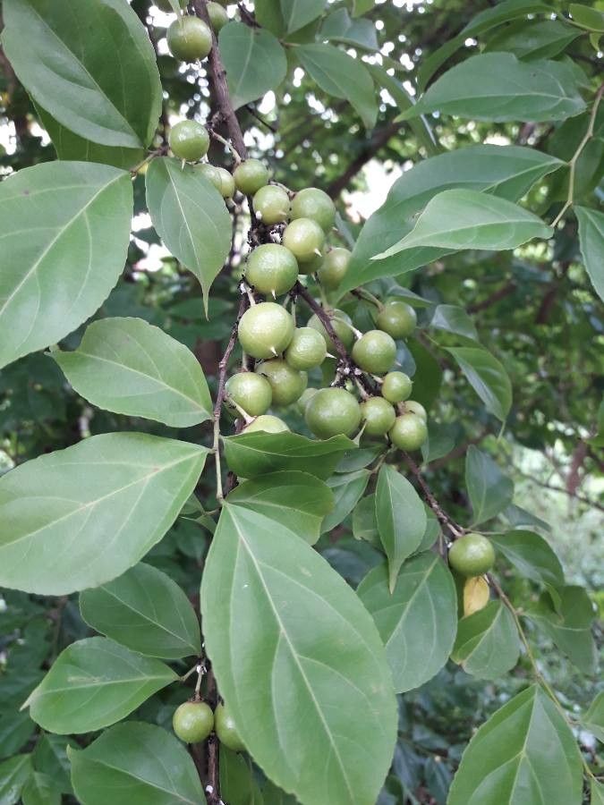 Casearia decandra fruit