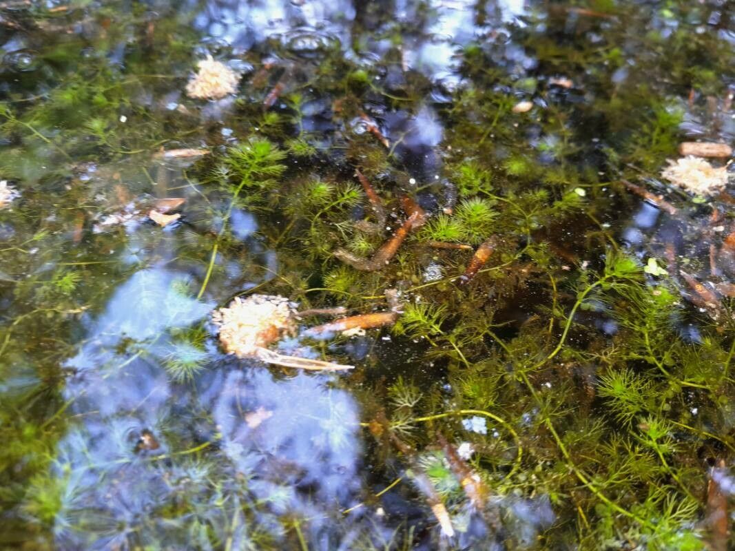 Utricularia intermedia leaf