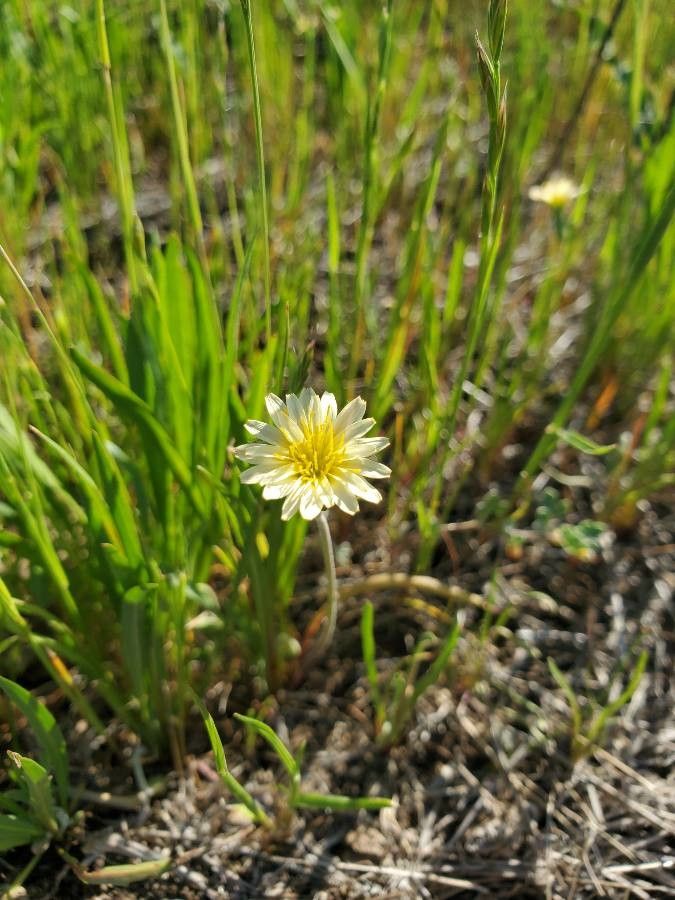 Microseris heterocarpa — search result for 'Microseris'