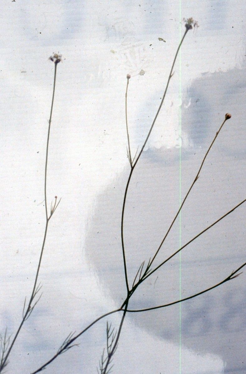 Nigella nigellastrum habit