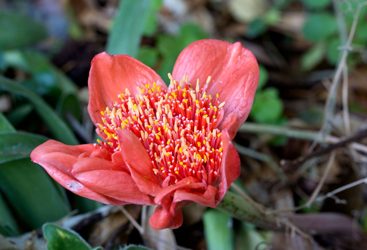 Haemanthus coccineus flower