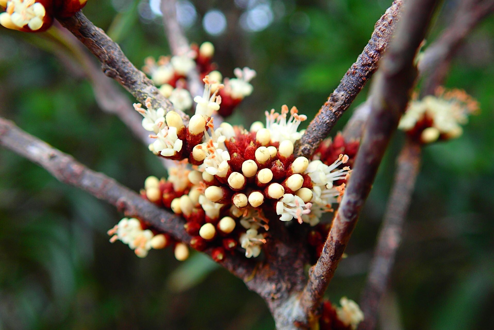 Pycnandra obscurinerva flower