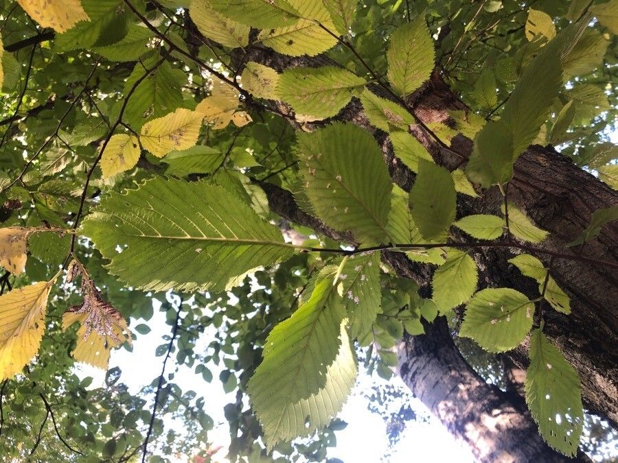 Ulmus × hollandica leaf