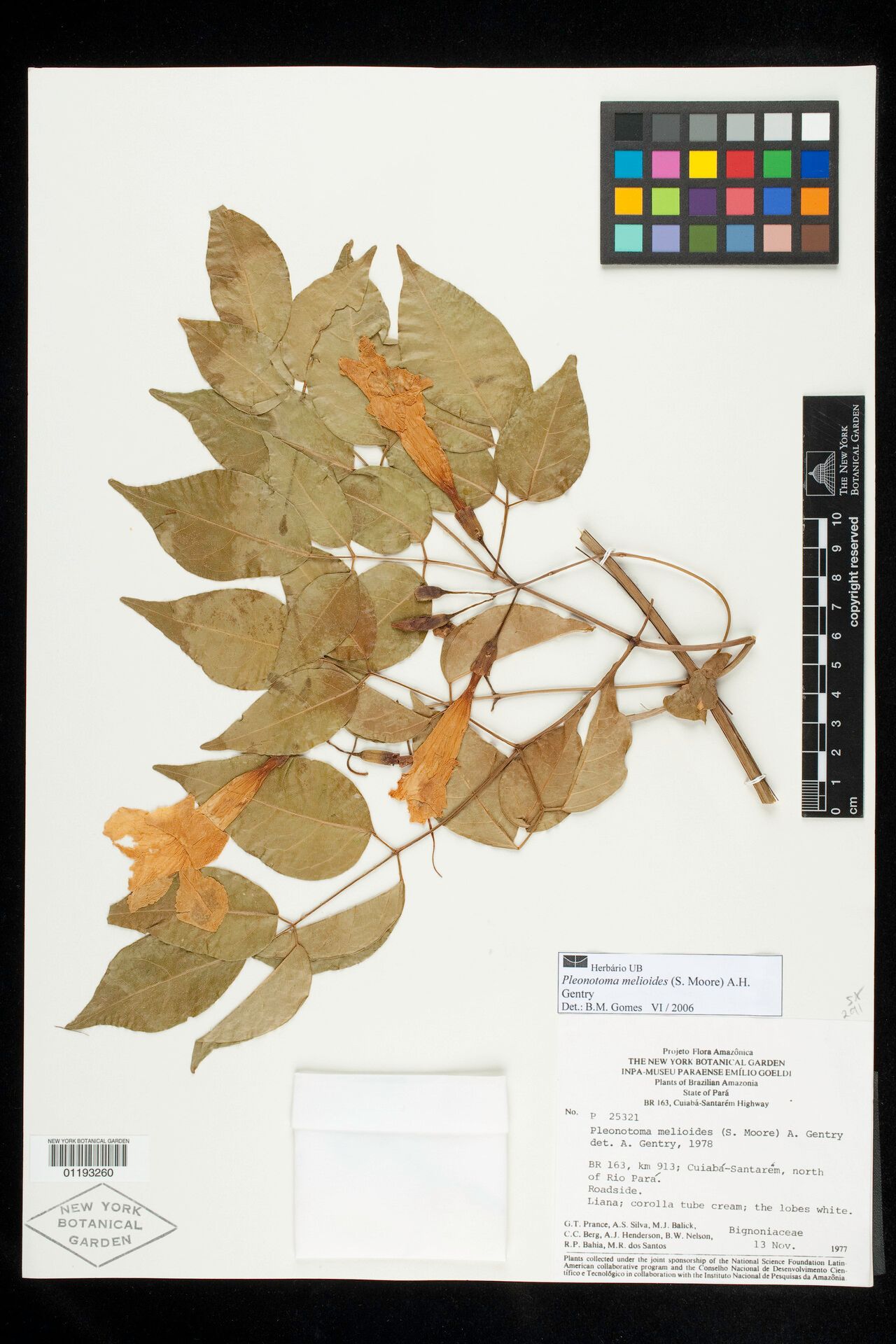 Pleonotoma melioides flower