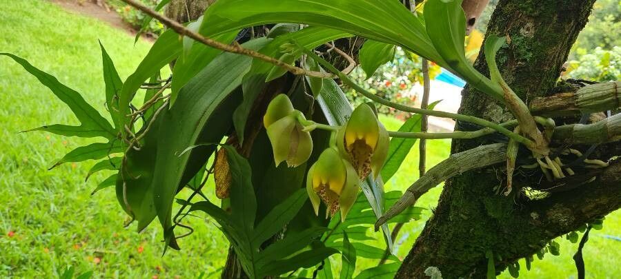 Catasetum macrocarpum leaf
