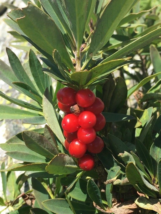 Daphne alpina fruit